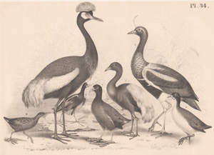 The Peacock Heron, The Agami, The Horned Screamer, The Water Rail, The Chilian Jacana, The Common Gallinule, The Picapase